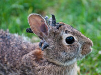 Wild Rabbits Seen in Colorado with ‘Horn-Like’ Growths on Head