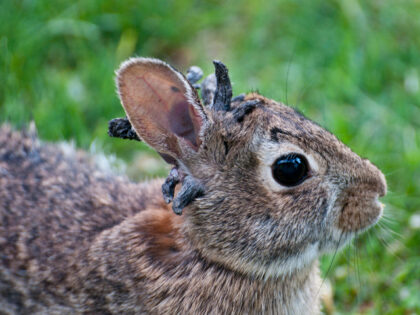 Wild Rabbits Seen in Colorado with ‘Horn-Like’ Growths on Head