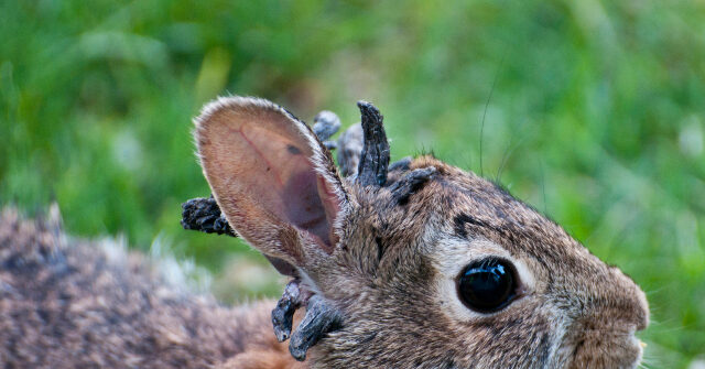 Wild Rabbits in Colorado Seen with 'Horn-Like' Growths on Head