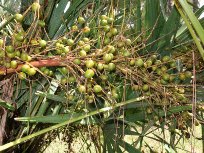 Saw palmetto plant with stalk of green unripe berries. The berries are use in alternative