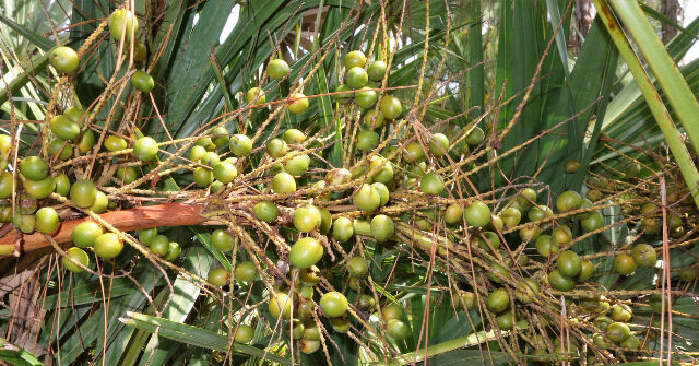 Illegal Aliens Arrested for Stealing Saw Palmetto Berry Crop in Florida