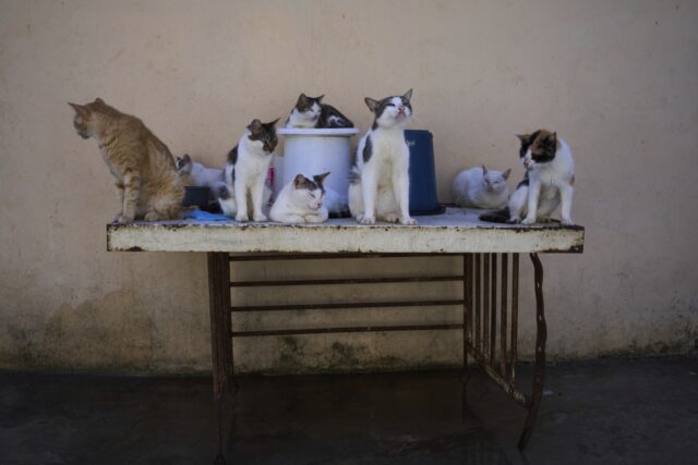 APTOPIX Cuba Cats and Dogs The Associated Press