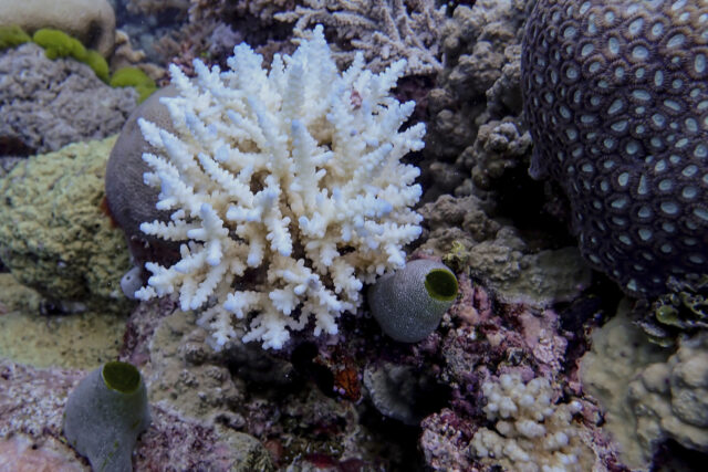 Australia Great Barrier Reef The Associated Press