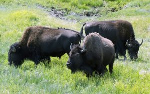 Multiple Bison Escape Roads, Parks Washington, Colorado, Ontario