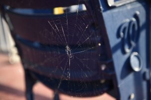 Study shows spiders using fireflies as bait to draw prey