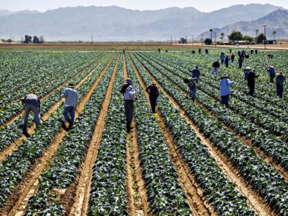 Workers hoeing between rows of healthy, mid-growth broccoli plants, Dome Valley, near Yuma