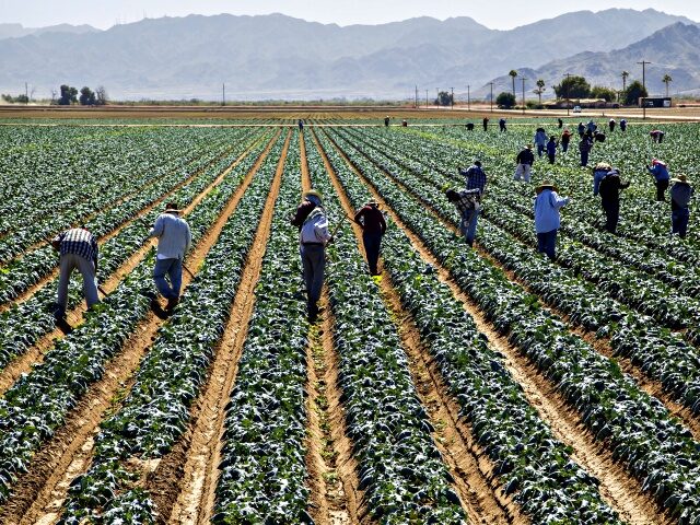 Workers hoeing between rows of healthy, mid-growth broccoli plants, Dome Valley, near Yuma