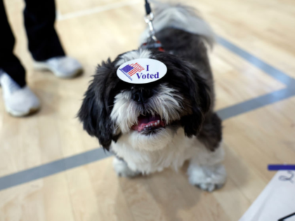 Boston, MA - November 5: A dog wears an "I Voted" sticker after his owners voted at the Ho