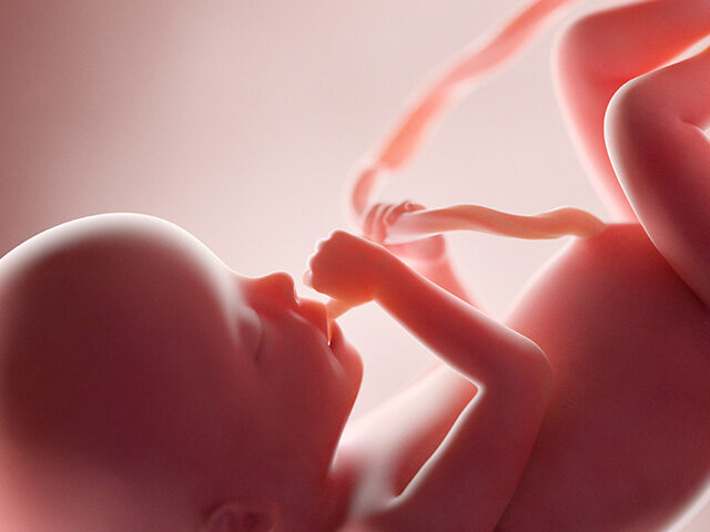 Fetus at week 20, computer illustration.