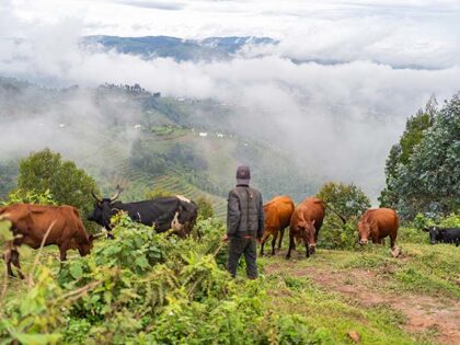 A herder drives his cattle through a valley in front of the Kiziba Refugee Camp in Karongi