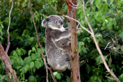 The koala population in Australia's eastern state of New South Wales is threatened wi