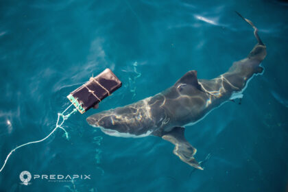 The Associated Press