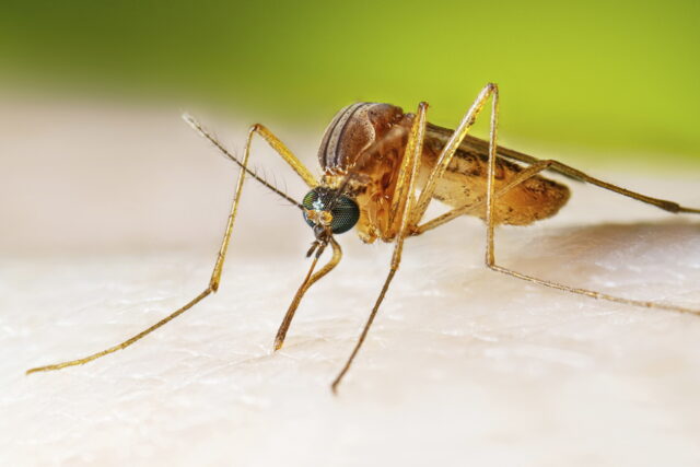 West Nile Virus The Associated Press