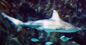 8-year-old airlifted to a Miami hospital after shark bite