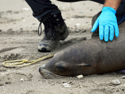 Title: Sick Sea Lions California Image ID: 24214668457570 Article: This photo provided by