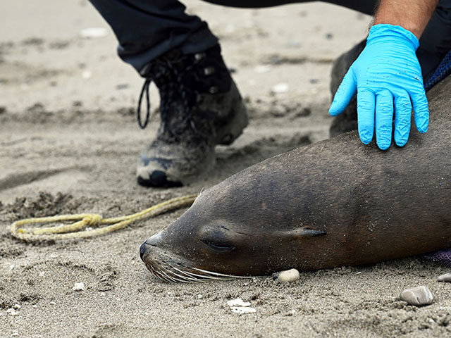 Title: Sick Sea Lions California Image ID: 24214668457570 Article: This photo provided by