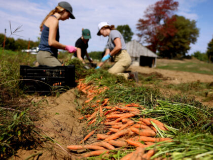 Farmers gather carrots at Hungry Heart Farm on September 23, 2025. (Photo by Jessica Rinal