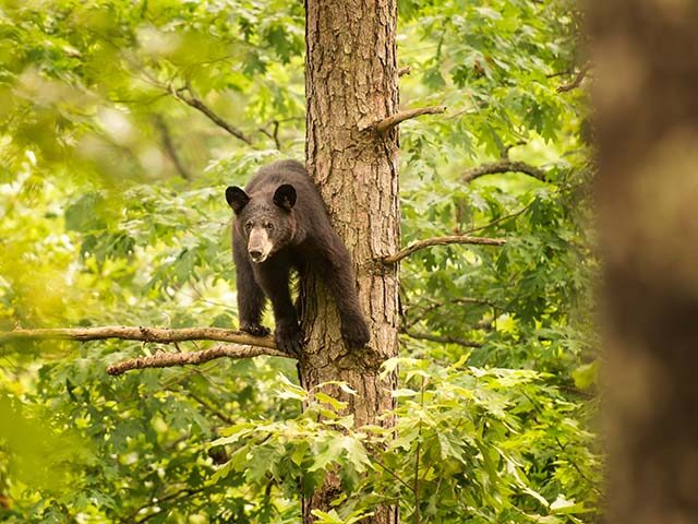 GettyImages1360243410 A suspected bear attack took the life of a Springfield, Missouri man — only days after h