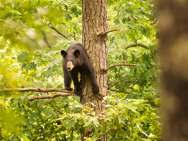 Bear Believed to Have Killed Lone Camper in Arkansas