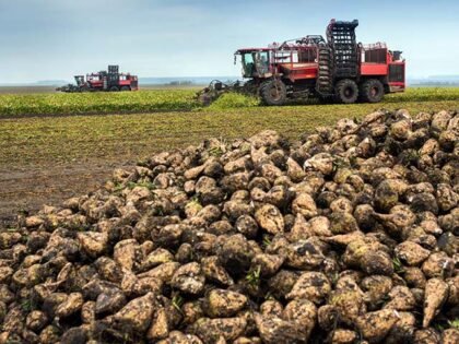 two beet harvesters in the process and heap of beets, harvesting