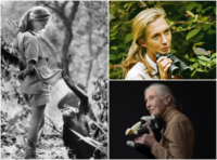 Renowned Primatologist and Conservationist Jane Goodall Dead at 91