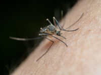 Mosquito-Borne Virus that Triggered Restrictions in China Found in U.S.