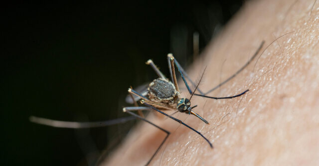 Mosquito-Borne Virus that Triggered Restrictions in China Found in U.S.