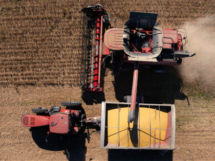 A combine harvester unloads soybeans into a grain truck during a harvest at a farm in Roch