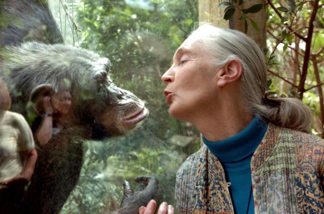 Jane Goodall, the world's foremost authority on chimpanzees, has died, aged 91