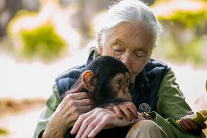 Primatologist Jane Goodall, who has spent her life researching and fighting for the conser
