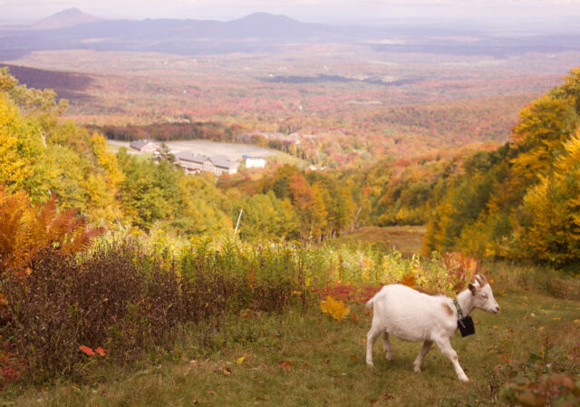 Goatscaping-Vermont The Associated Press