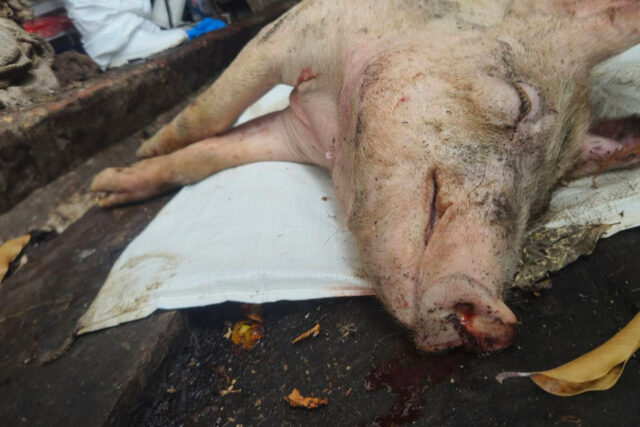 Taiwan African Swine Fever The Associated Press