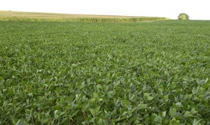 U.S. soybean farmers may receive bailout after China launches embargo