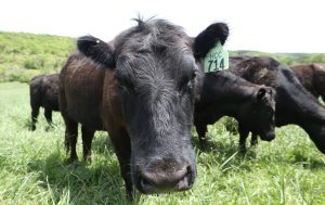 Trump suggests buying Argentina beef, angering U.S. cattle ranchers