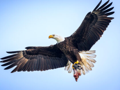 A bald eagle parent bringing the remains of a raccoon carcass back to the nest, in Ft. Mye