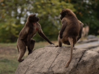 Authorities: Two Men in Wildlife Smuggling Ring Caught with 81 Monkeys and Meth