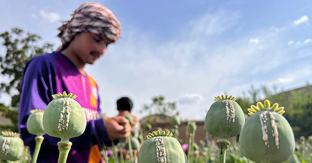 U.N. Finds Opium Farming in Afghanistan Down by 20 Percent