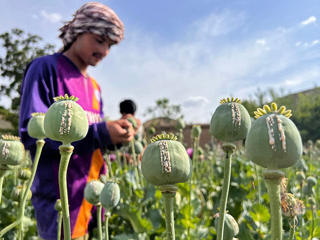 U.N. Finds Opium Farming in Afghanistan Down by 20 Percent