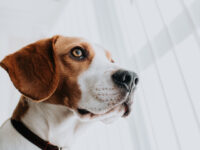 Exclusive: WCW Celebrates Trump EPA Meeting Target, Slashing Mammal Testing by 30 Percent in 2025