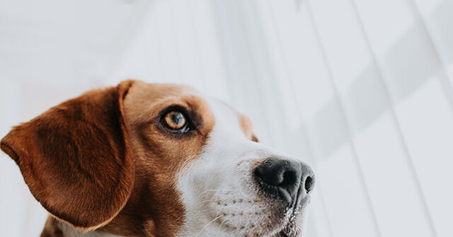 
                            Exclusive – WCW Celebrates Trump EPA Meeting Target to Slash Mammal Testing by 30% in 2025