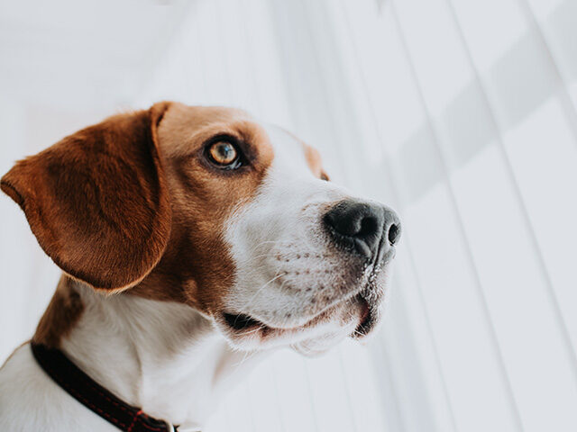 Catherine Falls Commercial