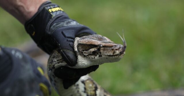 Florida Man Ensnares Huge Python, Told to ‘Put it in the Trash’