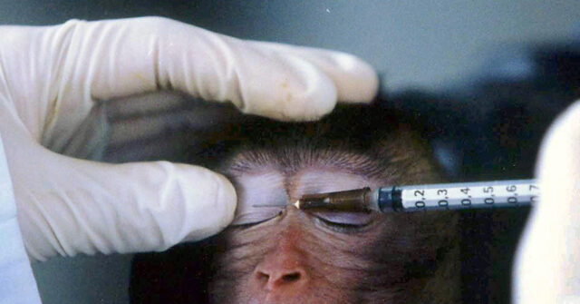 Animal Rights Activists Rejoice as CDC Ends Monkey Experiments