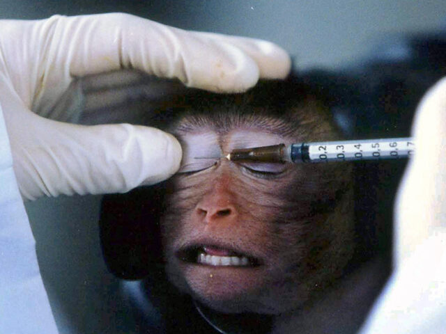 A Chinese researcher injects a monkey with an experimental solution at a laboratory in the