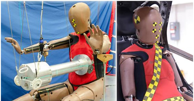 New Crash Dummy Reflects Biological Differences Between Men and Women