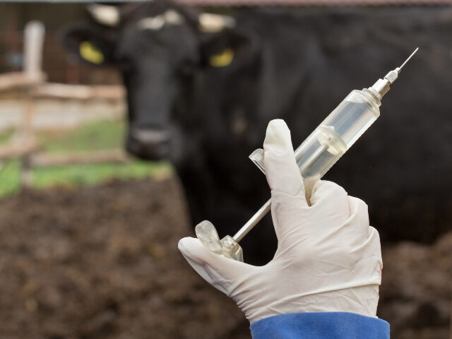 Close up of veterinarian hand holding syringe in front of cow on ranch