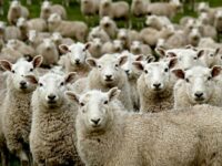 Woke Fashion Designer Uses ‘Gay Sheep’ for Wool in New York Fashion Debut