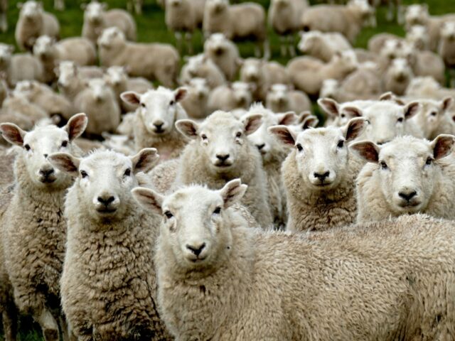 A woke fashion designer is debuting the wool of "gay sheep" at a New York fashion show as