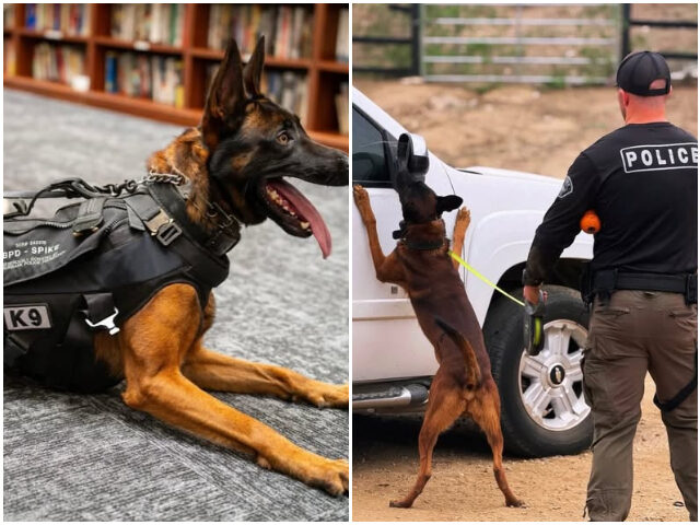 VIDEO: Burbank Police Mourn K-9 Spike Who ‘Courageously Gave His Life’ in Line of Duty