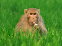 VIDEO — ‘Scary and Dangerous’: Mississippi Mom Says She Fatally Shot Missing Lab 